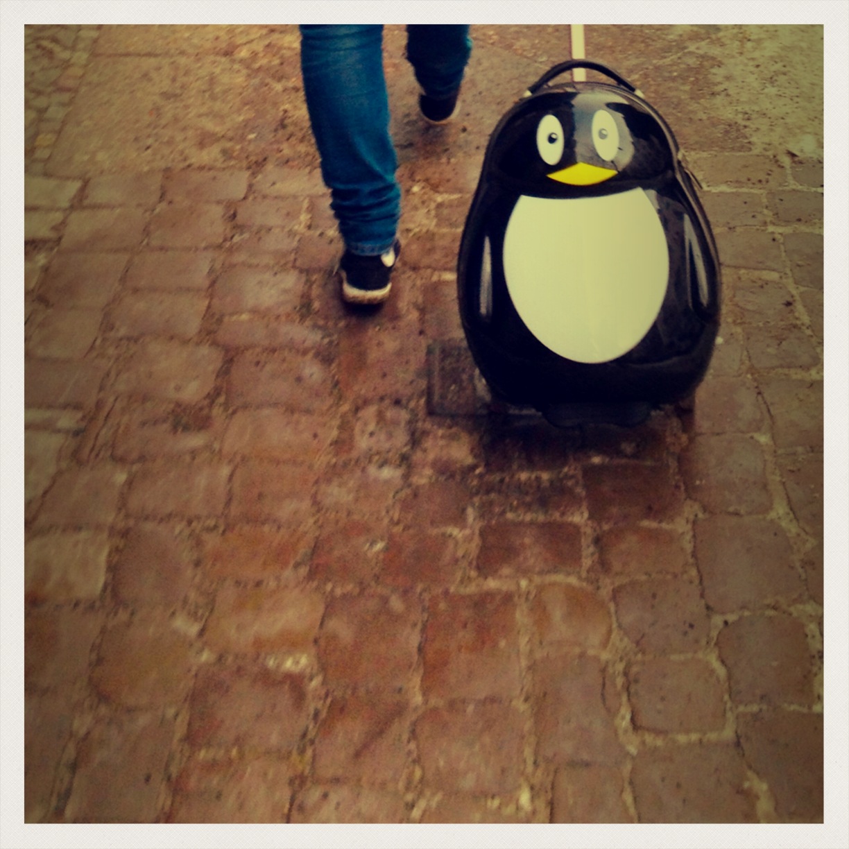Pinguine auf der Durchreise