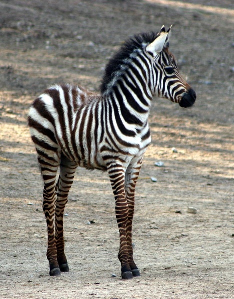 zebra mähne