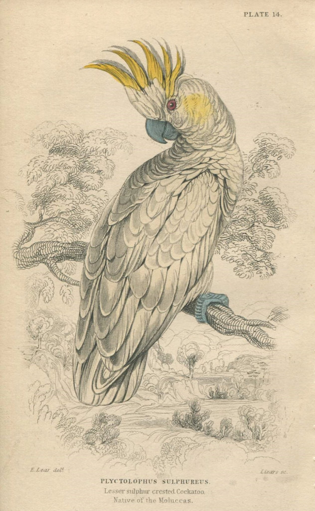 Kakadu Kunstdrucke